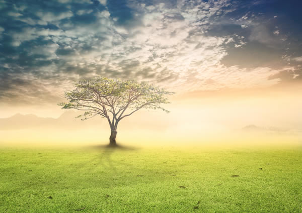 tree